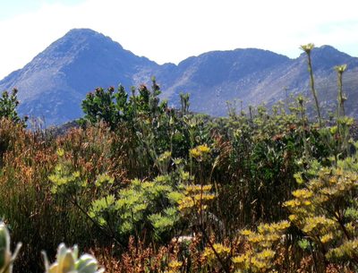 Leucadendron album, photographed by Di Turner