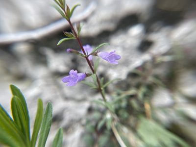 Clinopodium arkansanum, photographed by Brandon Corder