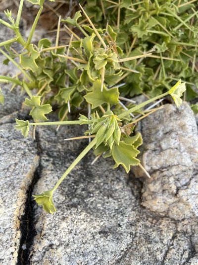 Pelargonium spinosum, photographed by Matt Berger