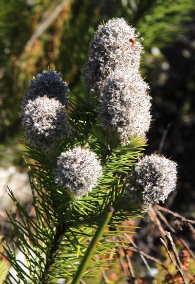 Sorocephalus alopecurus, photographed by Tony Rebelo