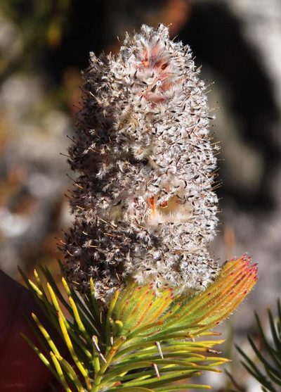 Sorocephalus alopecurus, photographed by Tony Rebelo