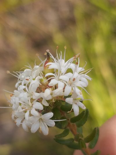 Agathosma elegans, photographed by kevin koen