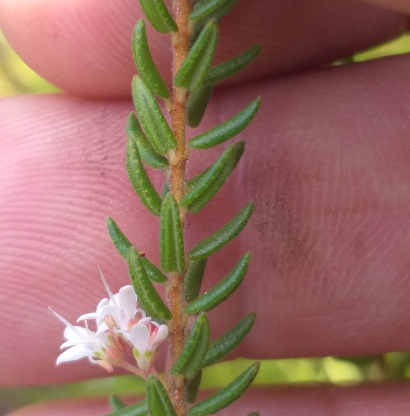 Agathosma elegans, photographed by kevin koen