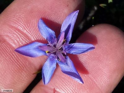 Moraea lugubris, photographed by Chris Vynbos