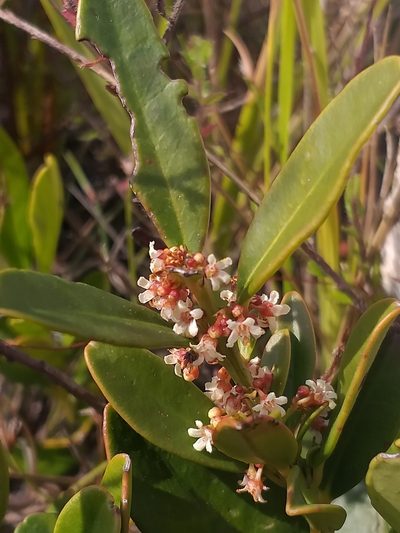Cassine parvifolia, photographed by kevin koen