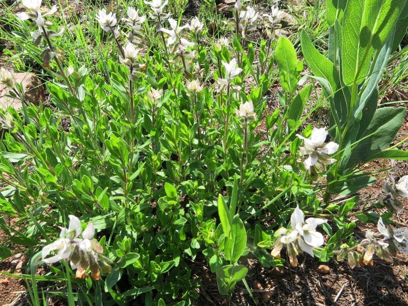 Syncolostemon persimilis, photographed by Peter Warren