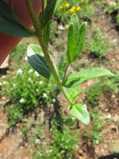 Syncolostemon persimilis, photographed by Peter Warren