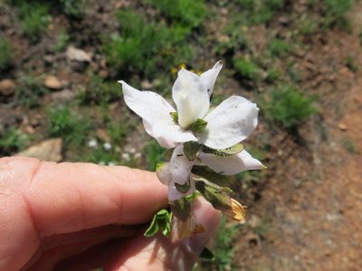 Syncolostemon persimilis, photographed by Peter Warren