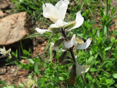 Syncolostemon persimilis, photographed by Peter Warren