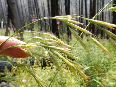 Bromus vulgaris, photographed by Matt Lavin