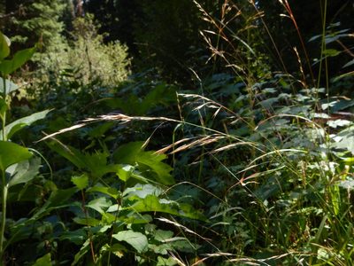 Bromus vulgaris, photographed by Matt Lavin