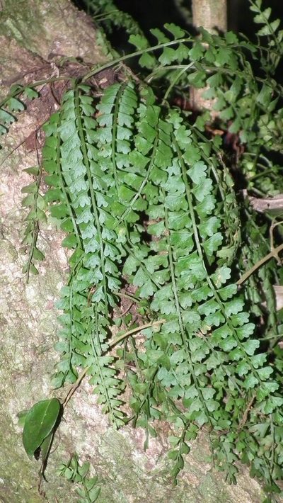 Asplenium sandersonii, photographed by Shaun Swanepoel