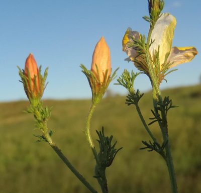 Menodora africana, photographed by Nicola van Berkel