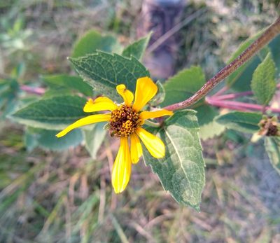 Heliopsis helianthoides, photographed by caryaovata