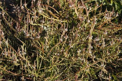 Trachyandra ciliata, photographed by Tony Rebelo