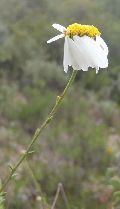 Phymaspermum leptophyllum, photographed by Nicola van Berkel