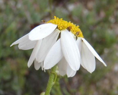 Phymaspermum leptophyllum, photographed by Nicola van Berkel