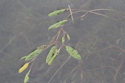 Potamogeton epihydrus, photographed by Quinten Wiegersma