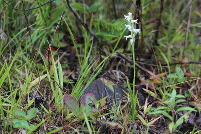 Spiranthes incurva, photographed by Quinten Wiegersma
