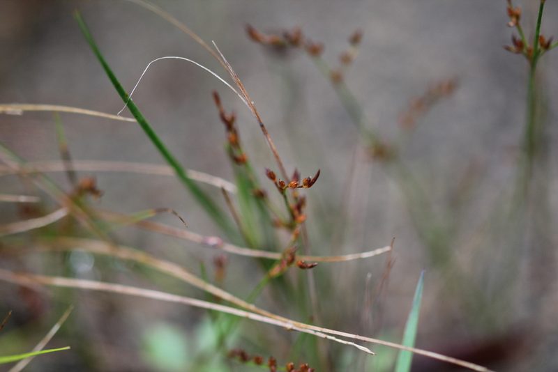 Juncus pelocarpus, photographed by Quinten Wiegersma