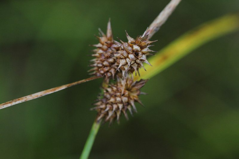 Carex cryptolepis, photographed by Quinten Wiegersma