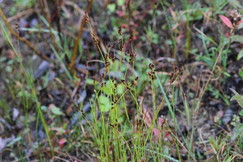 Juncus tweedyi, photographed by Quinten Wiegersma