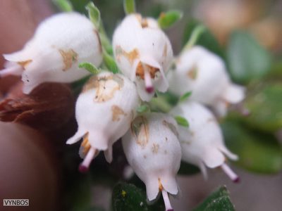 Erica marifolia, photographed by Chris Vynbos