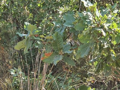 Quercus canariensis, photographed by Mehdi Chetibi