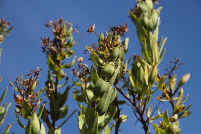 Lobostemon laevigatus, photographed by Tony Rebelo