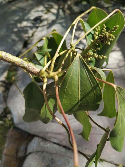 Oreopanax capitatus, photographed by Andrés Ramírez-Barrera