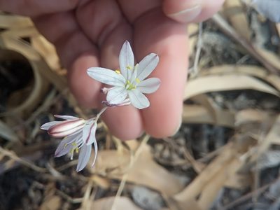Urginea fugax, photographed by Karim Haddad