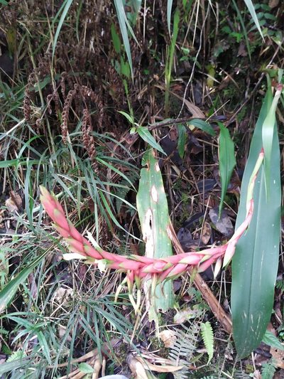 Pitcairnia maidifolia, photographed by Andrés Ramírez-Barrera