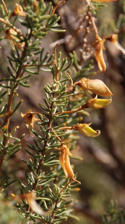 Aspalathus dianthopora, photographed by Tony Rebelo