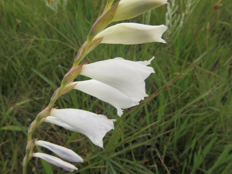 Gladiolus appendiculatus, photographed by Peter Warren