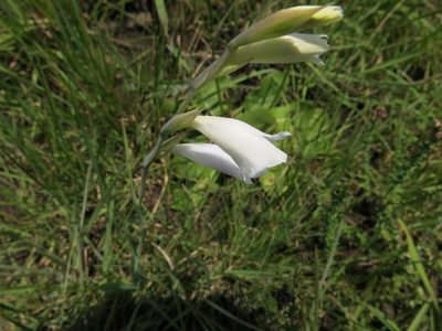 Gladiolus appendiculatus, photographed by Peter Warren