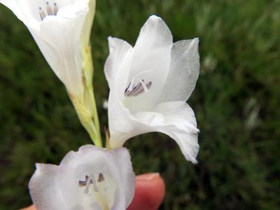 Gladiolus appendiculatus, photographed by Peter Warren