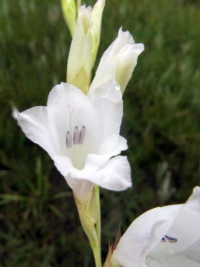 Gladiolus appendiculatus, photographed by Peter Warren
