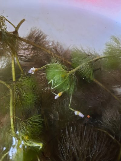 Cabomba furcata, photographed by Paulo Nogueira