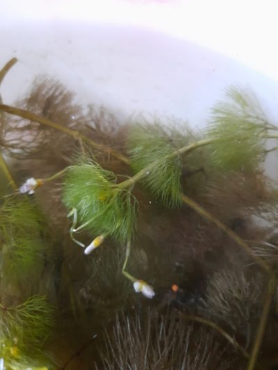 Cabomba furcata, photographed by Paulo Nogueira