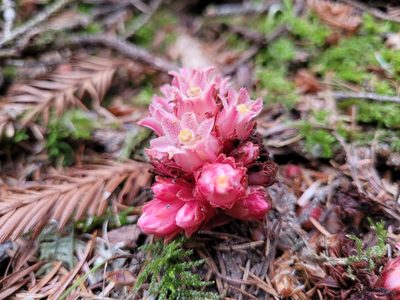 Hemitomes congestum, photographed by Mandy Hackney
