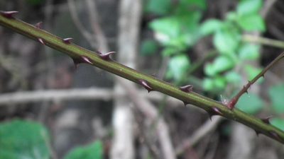 Adenopodia spicata, photographed by Shaun Swanepoel