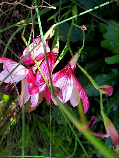 Geissorhiza elsiae, photographed by Di Turner