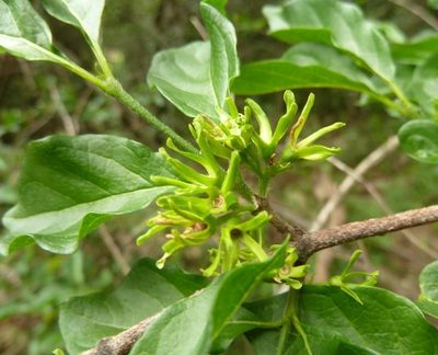 Vangueria macrocalyx, photographed by M Kriek