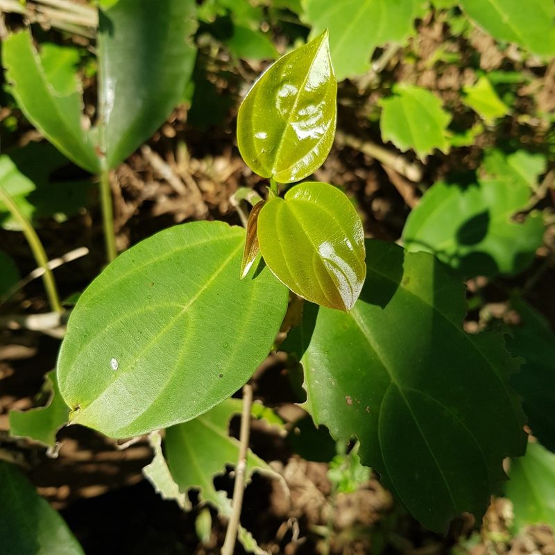 Scepocarpus trinervis, photographed by Margaret Burger