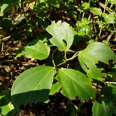 Scepocarpus trinervis, photographed by Margaret Burger
