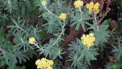 Helichrysum splendidum, photographed by Shaun Swanepoel