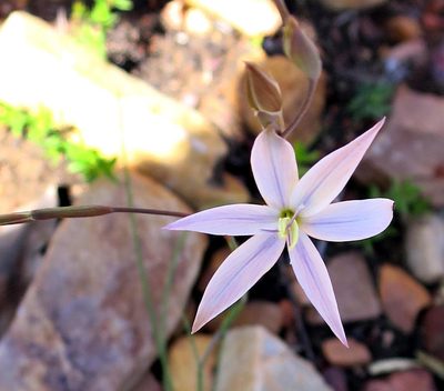 Gladiolus stellatus, photographed by Di Turner