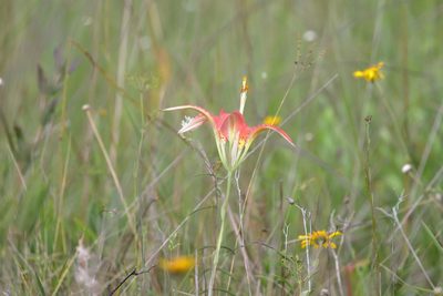 Lilium catesbaei, photographed by Lauren McLaurin
