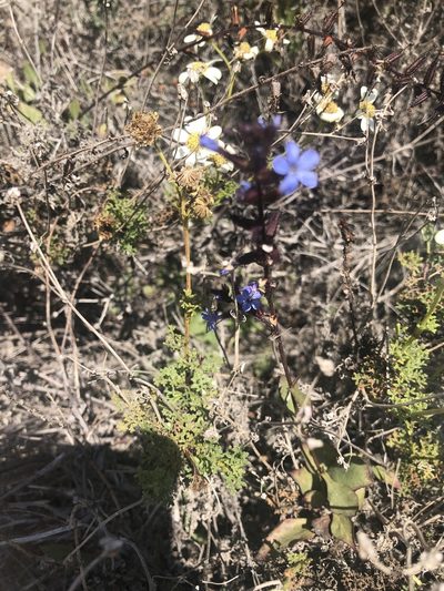 Plumbago caerulea, photographed by Ben Lyle Bedard