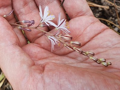 Urginea fugax, photographed by Mehdi Chetibi